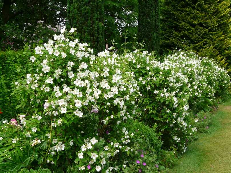 Sehr angesagt auch als Hecke, der Gartenjasmin Philadelphus hyb. 'Belle Etoile'. | Foto: Staudengärtnerei Gaissmayer