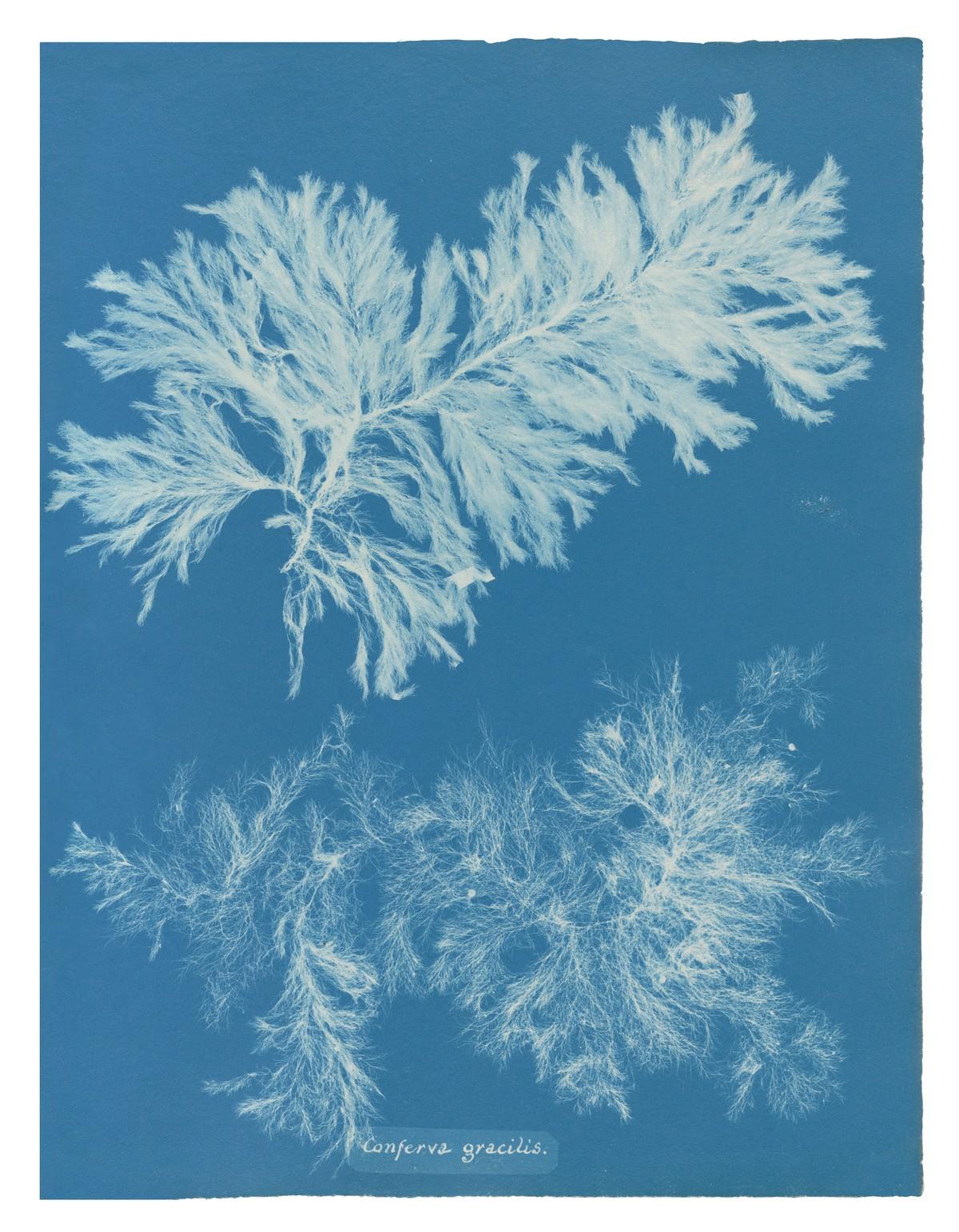 Die unnachahmlichen Cyanotypie-Fotogramme von Algen und Farnen, die Atkins anfertigte, bilden die ersten Bücher mit Fotografien. | Foto: TASCHEN / New York Public Library
