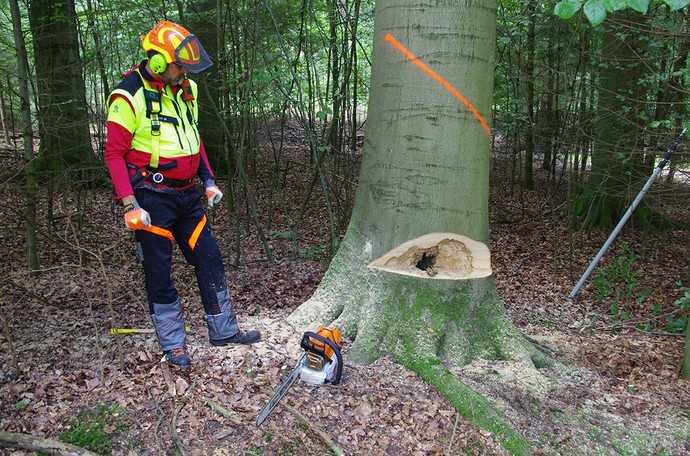 Nach dem Anlegen des Fallkerbs durch Präventionsfachmann Dirk Grotelüschen (SVLFG) wurde der Fäulnisbefall des Baumes sichtbar. | Foto: SVLFG