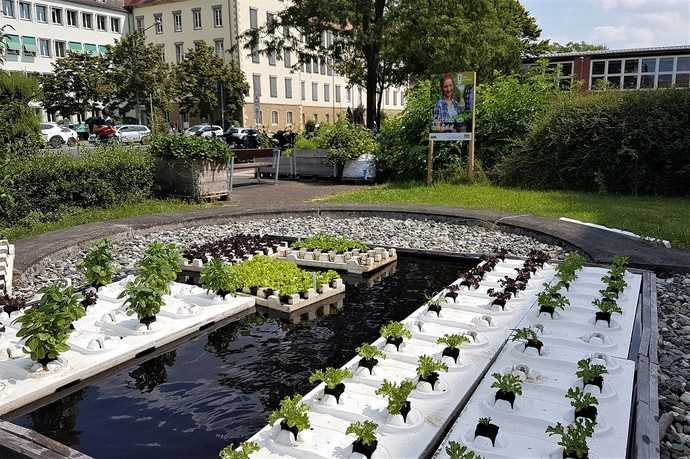 Wenn Salate und Basilikum schwimmen gehen: Urban Gardening auf dem Wasser. | Foto: LWG