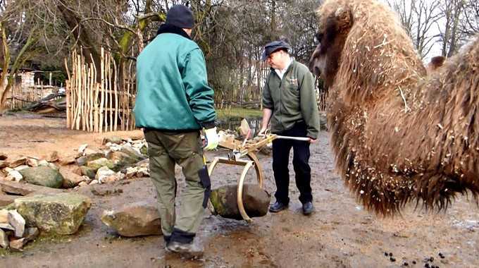 Verlegung von Findlingen lässt Kamele und Yak staunen