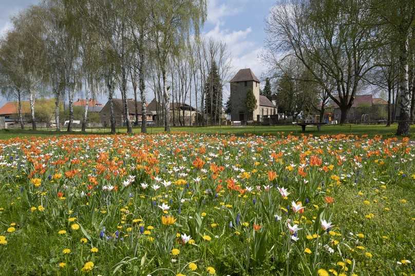 Gras ist ein idealer Hintergrund für Blumen. | Foto: Verver Export