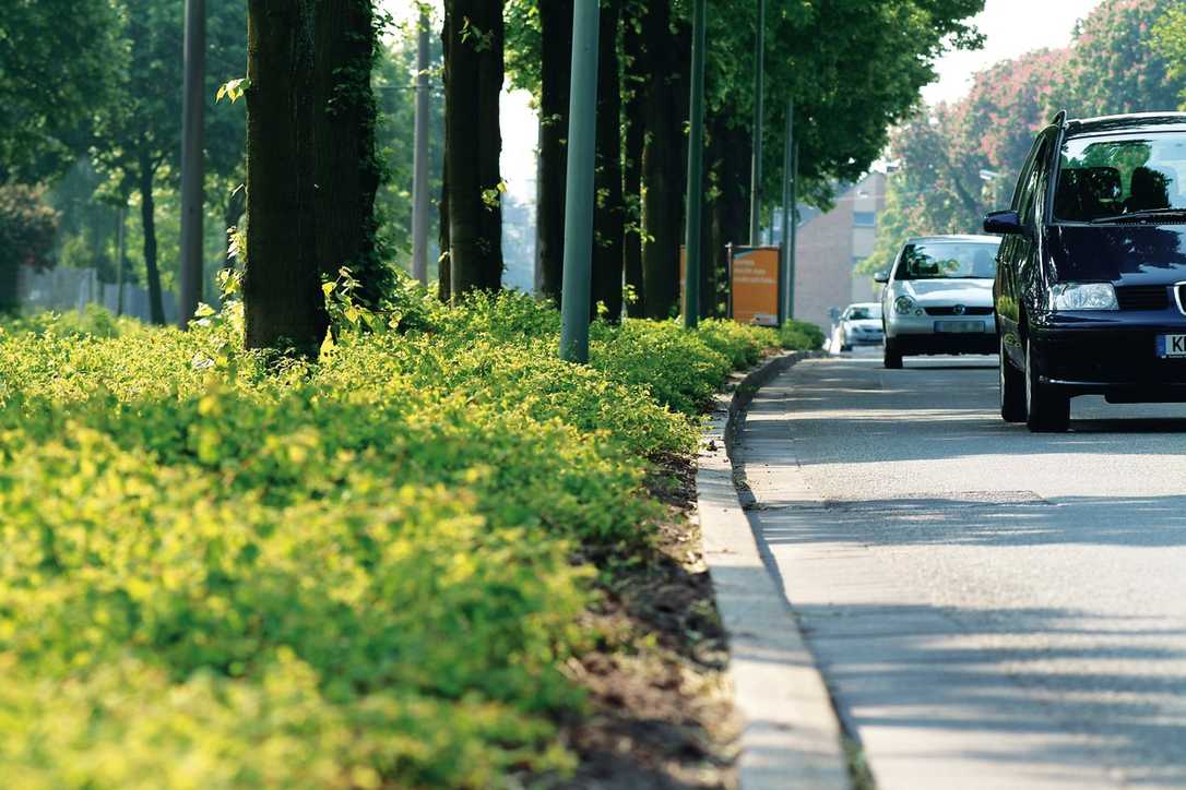 Gesunde Bäume für das Klima in der Stadt