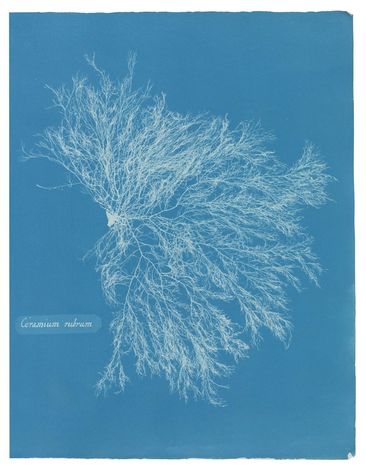 Die unnachahmlichen Cyanotypie-Fotogramme von Algen und Farnen, die Atkins anfertigte, bilden die ersten Bücher mit Fotografien. | Foto: TASCHEN / New York Public Library