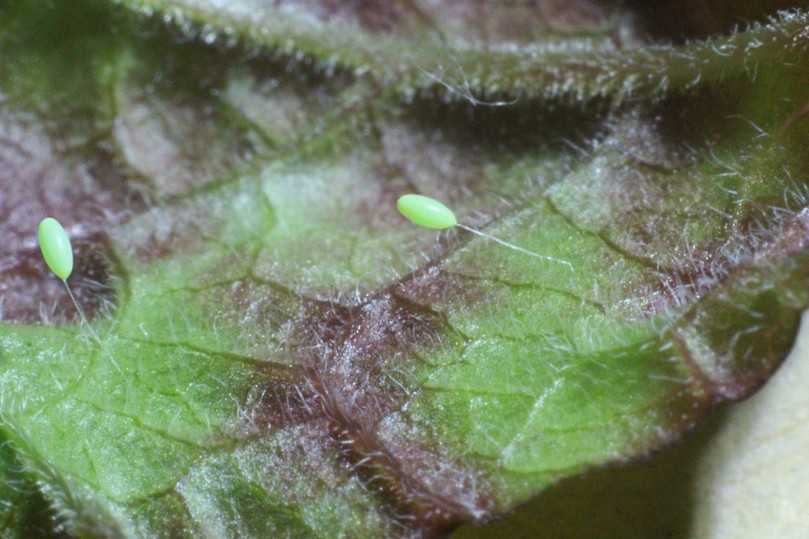 Florfliegenei auf transparentem Stiel – die Larven haben Blattläuse zum Fressen gern. | Foto: Privat