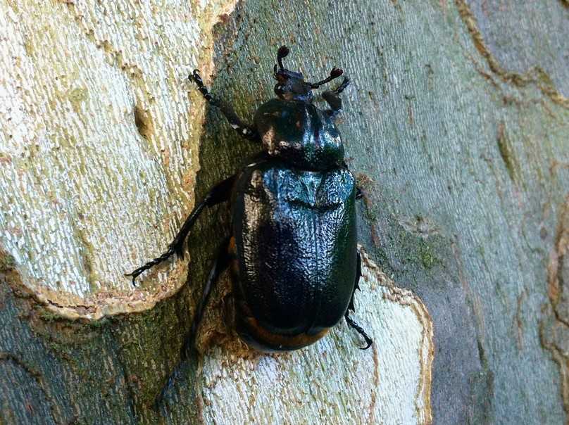 Der Juchtenkäfer findet auf der Platane einen wertvollen Lebensraum. | Foto: Universität Hohenheim