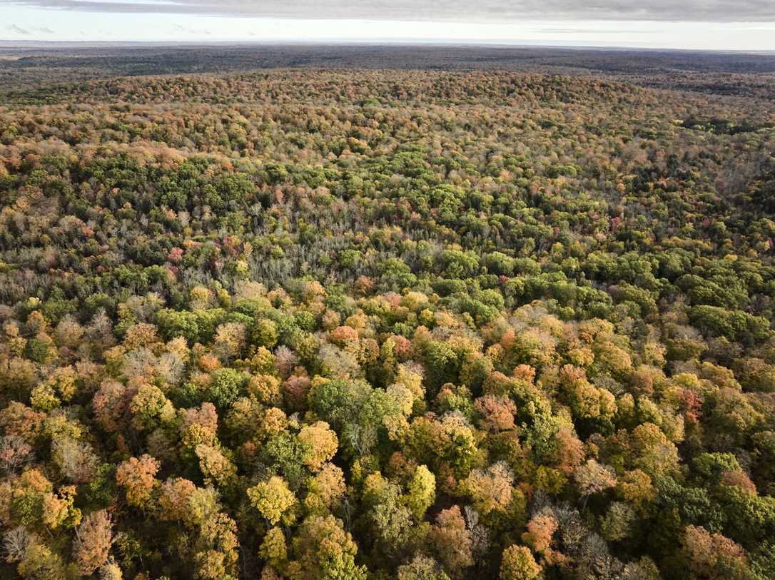 Baum des Jahres 2025: Amerikanische Rot-Eiche