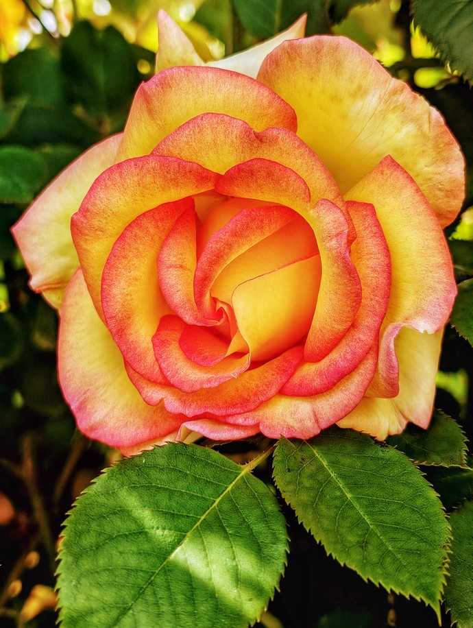 Ein unvergessliches Erlebnis, das die Faszination für die Rose noch weiter steigern soll. | Foto: Landesgartenschau Bad Dürrenberg