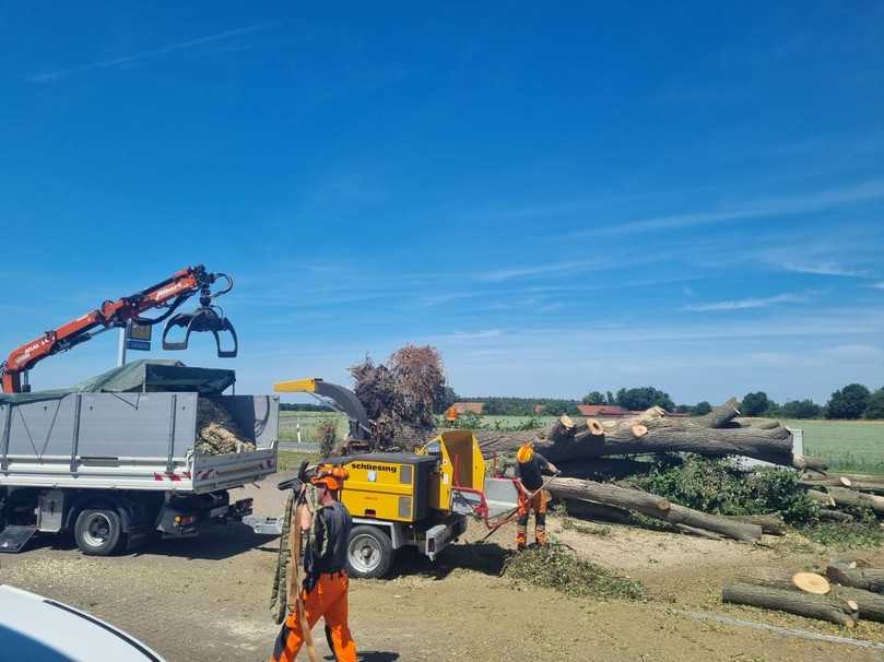 Aufarbeitung einer Linde, die durch einen Sturm entwurzelt wurde. | Foto: Stadt Stein