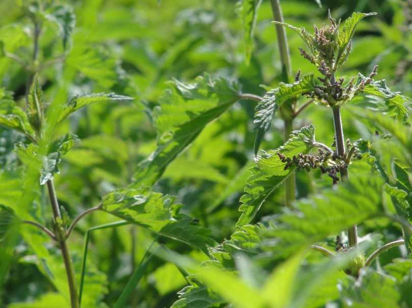 Ist bei Schmetterlingen begehrt: die Große Brennnessel (Urtica dioica). | Foto: Stiftung für Mensch und Umwelt/Cornelis Hemmer