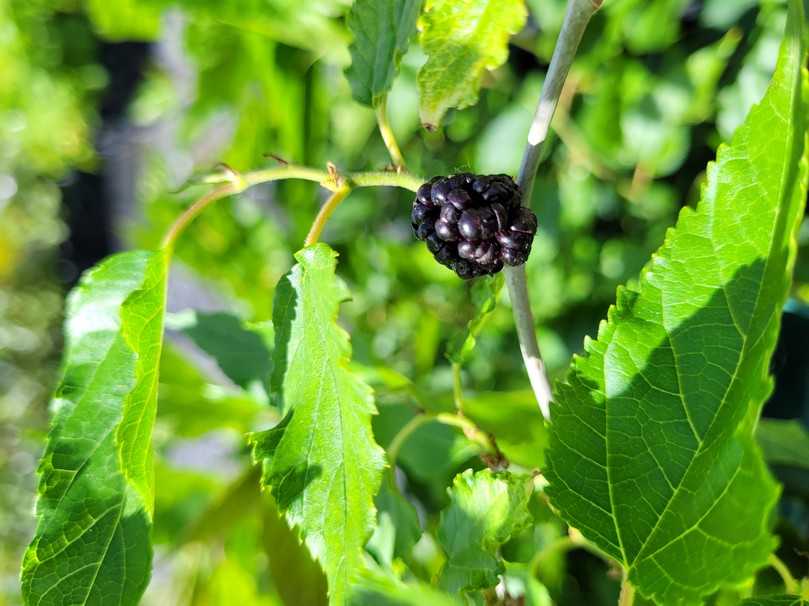 Morus rotundiloba 'Mojo Berry', die Zwerg-Maulbeere, gehört zum Naschobst und kann auch in größeren Pflanzgefäßen kultiviert werden. | Foto: Staudengärtnerei Gaißmayer