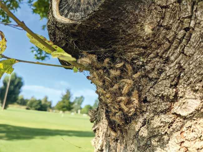 Ein Nest mit Brennhaaren des Eichenprozessionsspinners muss unbedingt rechtzeitig entfernt werden. Regelmäßige Baumkontrollen sind dafür eine Voraussetzung. | Foto: Daniela Antoni 