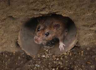 Den Ratten professionell und rechtssicher zu Leibe rücken
