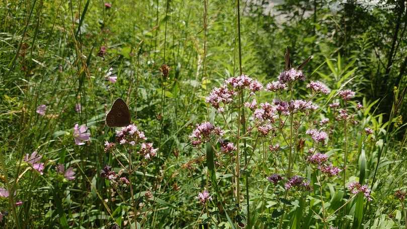 Origanum vulgare, eine beliebte Würzpflanze, die auch Schmetterlinge anzieht. | Foto: Staudengärtnerei Gaißmayer