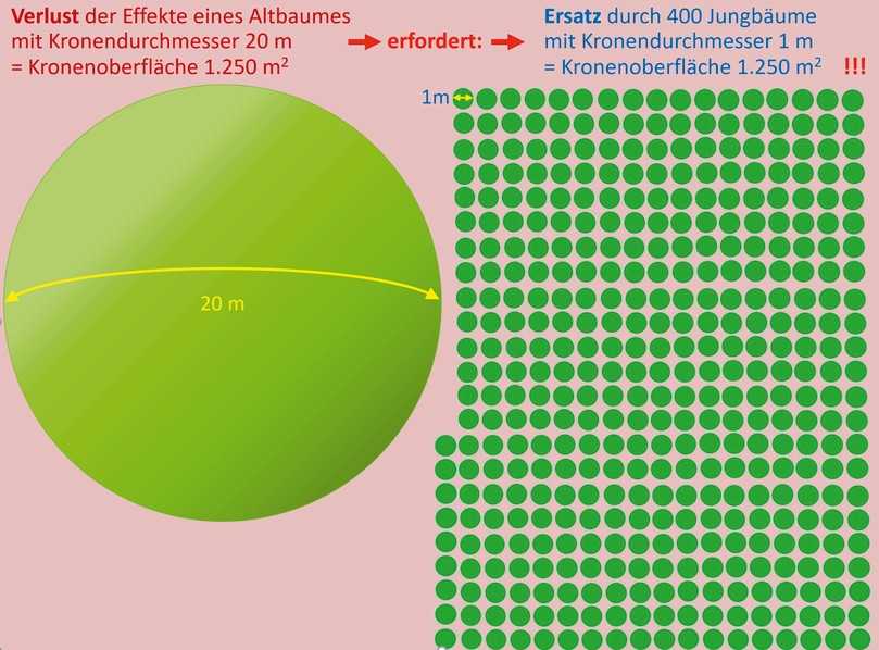 Der Verlust eines Altbaumes mit 20 m Kronendurchmesser erfordert als Ersatz seiner Funktionen die Pflanzung von 400 Jungbäumen. | Foto: Roloff