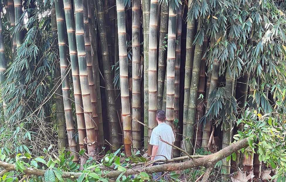 Forscher entwickeln Bambusbewehrung für Faserzementplatten