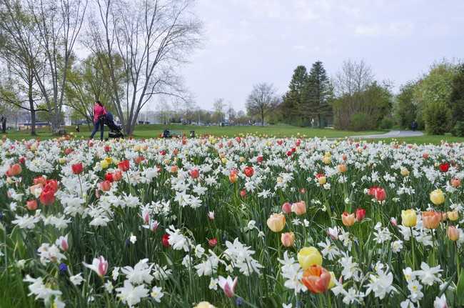 Um das Frühjahr mit großkronigen Narzissen und großen Tulpen zu beginnen, empfiehlt Verver etwa Kit „Prima Ille-et-Vilaine“. | Foto: Verver