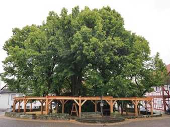 Welcher ist der älteste Baum Deutschlands?