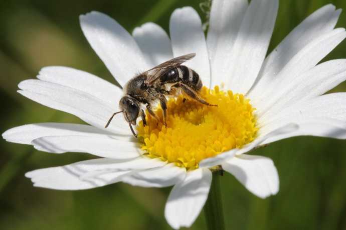 Weiß das Angebot zu schätzen: eine Furchenbiene. | Foto: Hans-Jürgen Sessner