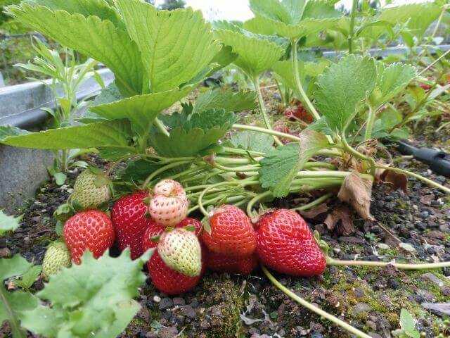 Besonders für Nahrungspflanzen mit geringer Lagerfähigkeit wie z.B. Erdbeeren kann das Gemüsedach ein attraktiver Standort sein.