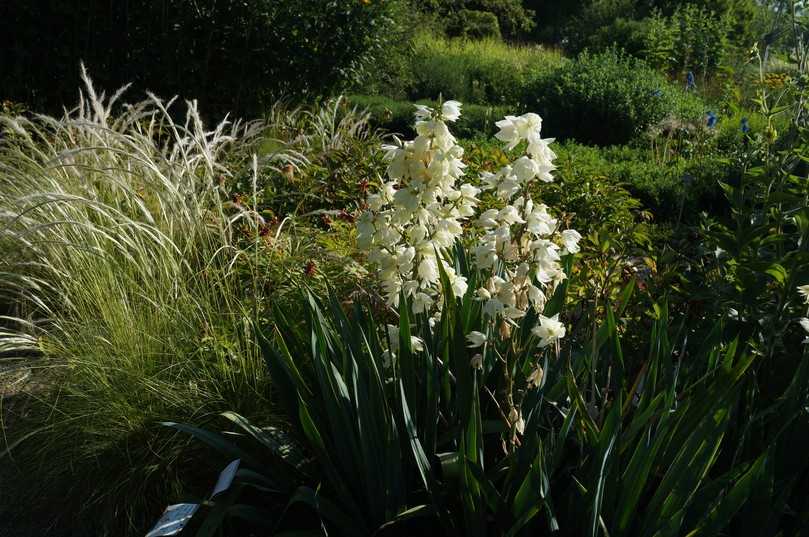 Die Blüten der Palmlilie Yucca filamentosa erinnern an überdimensionierte Maiglöckchen. | Foto: Staudengärtnerei Gaißmayer