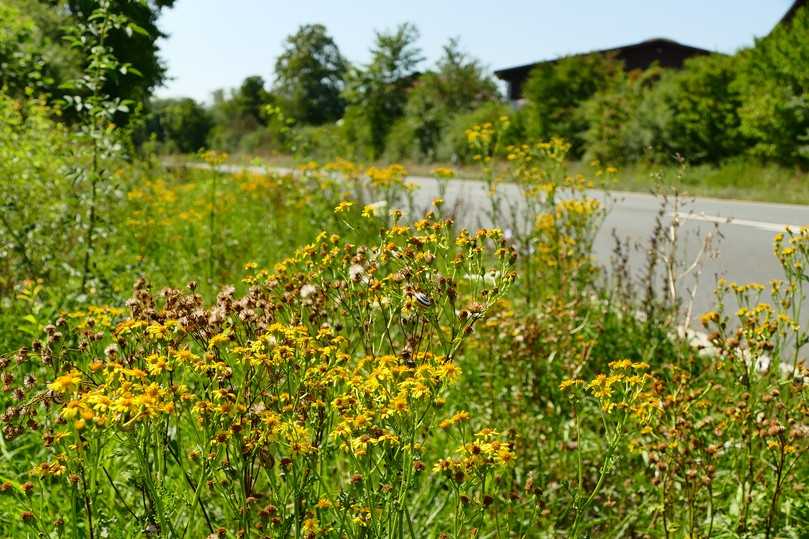 Jakobskreuzkraut auf einer Straßenbegleitgrün-Fläche im August. | Foto: Dittmer/LWG