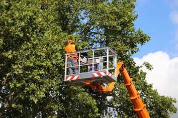 Baumpflege aus dem Korb