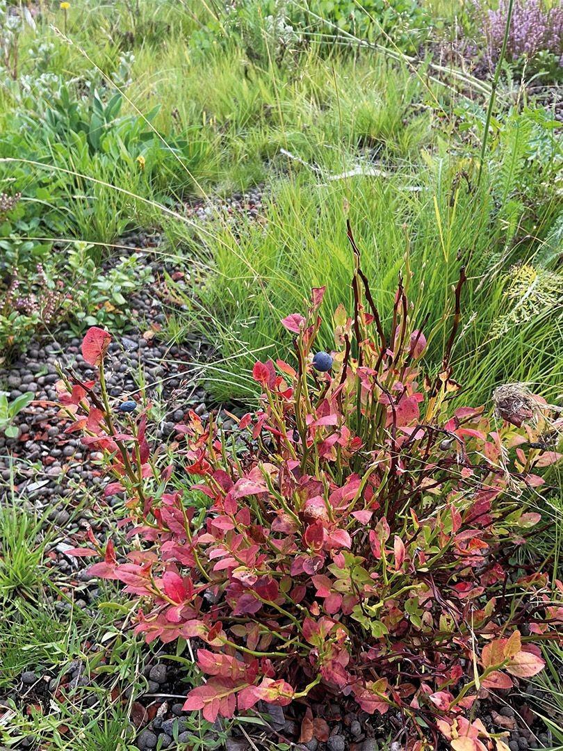 Je artenreicher die Bepflanzung, umso bunter das Bild. Hier stechen die Beeren und rötlichen Blätter der Heidelbeere (Vaccinium myrtillus) hervor. | Foto: MATTAK AS