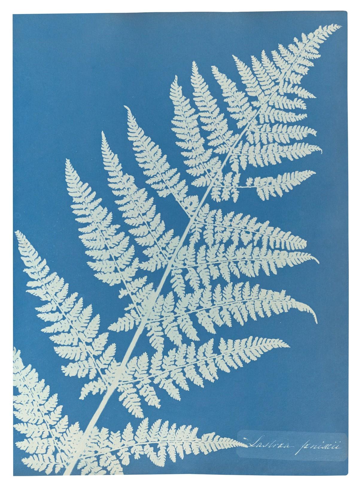 Die unnachahmlichen Cyanotypie-Fotogramme von Algen und Farnen, die Atkins anfertigte, bilden die ersten Bücher mit Fotografien. | Foto: TASCHEN / J. Paul Getty Museum, Los Angeles