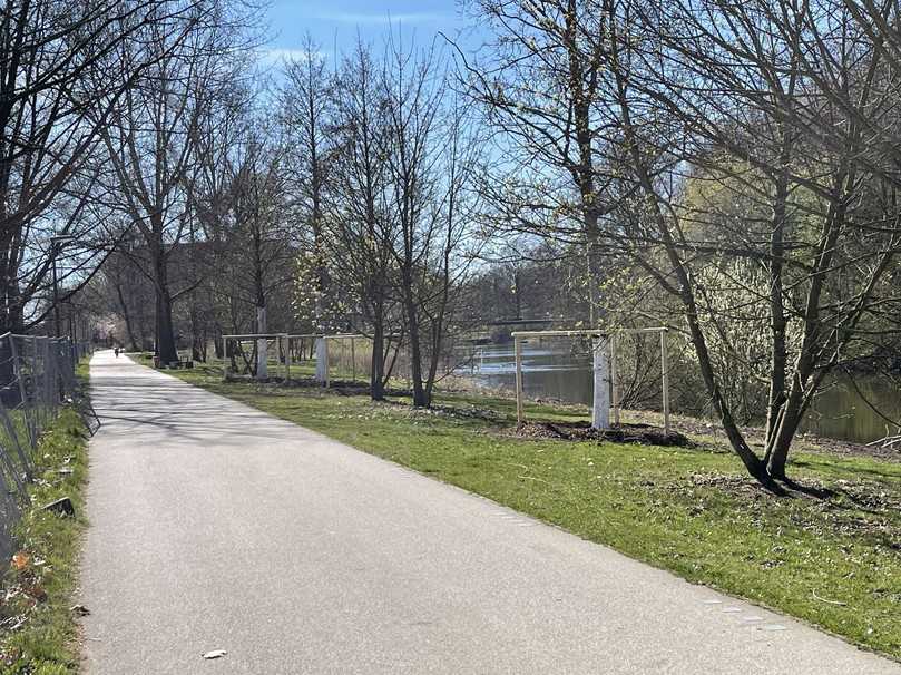 Neun Erlen und eine Stiel-Eiche fanden innerhalb eines Tages einen neuen Platz am Ufer des Wilhelmsburger Rathauswettern in Hamburg. | Foto: Osbahr Neun Erlen und eine Stiel-Eiche fanden innerhalb eines Tages einen neuen Platz am Ufer des Wilhelmsburger Rathauswettern in Hamburg. | Foto: Osbahr
