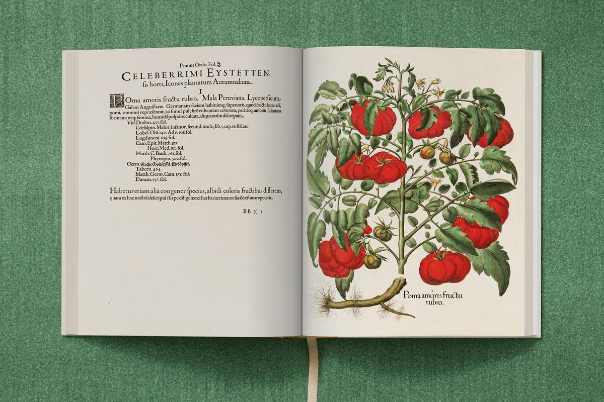 Rotfrüchtige Tomate | Foto: TASCHEN / Bibliothek des Bischöflichen Seminars Eichstätt/Universitätsbibliothek