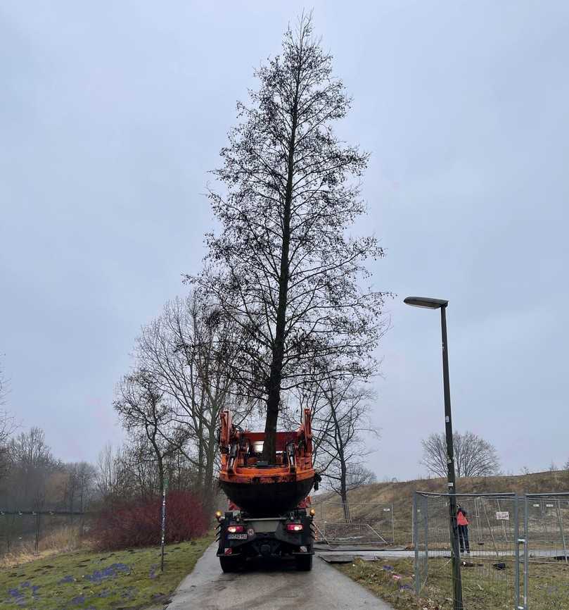 Ein seltenes Bild: Großbaumverpflanzungen sind in vielen Städten und Gemeinden nach wie vor die Ausnahme. | Foto: Osbahr Ein seltenes Bild: Großbaumverpflanzungen sind in vielen Städten und Gemeinden nach wie vor die Ausnahme. | Foto: Osbahr