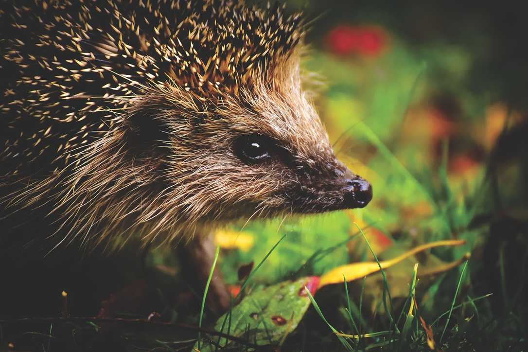 Köln verbietet Mähroboter nachts: Schutz für Igel