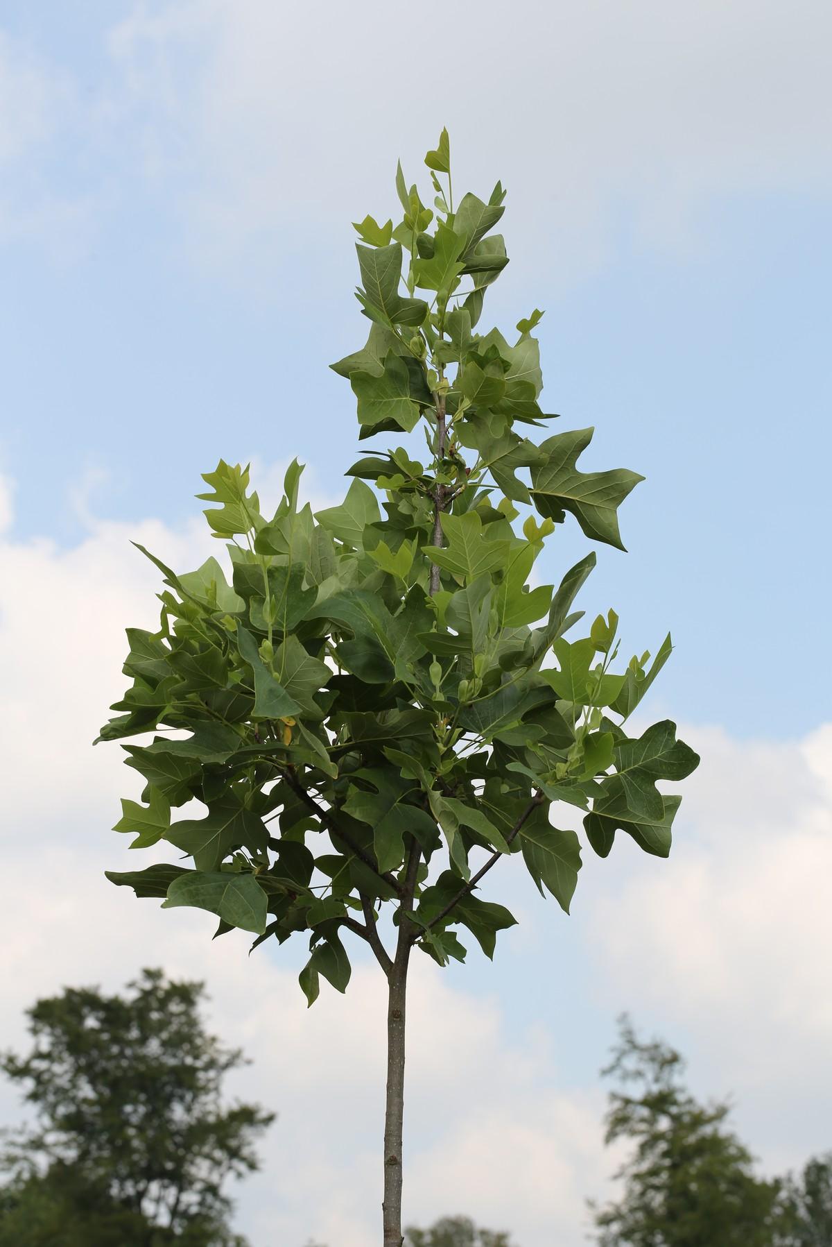 Der Tulpenbaum „Liriodendron tulipifera" ist ein Klimabaum. | Foto: Lehmann