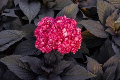 Schwarze Hortensie auf der IPM ausgezeichnet