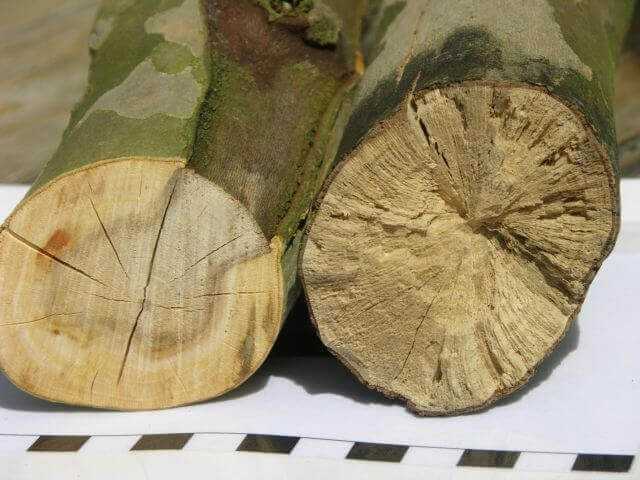 Baumpflege: Falscher Schnitt mit fatalen Folgen