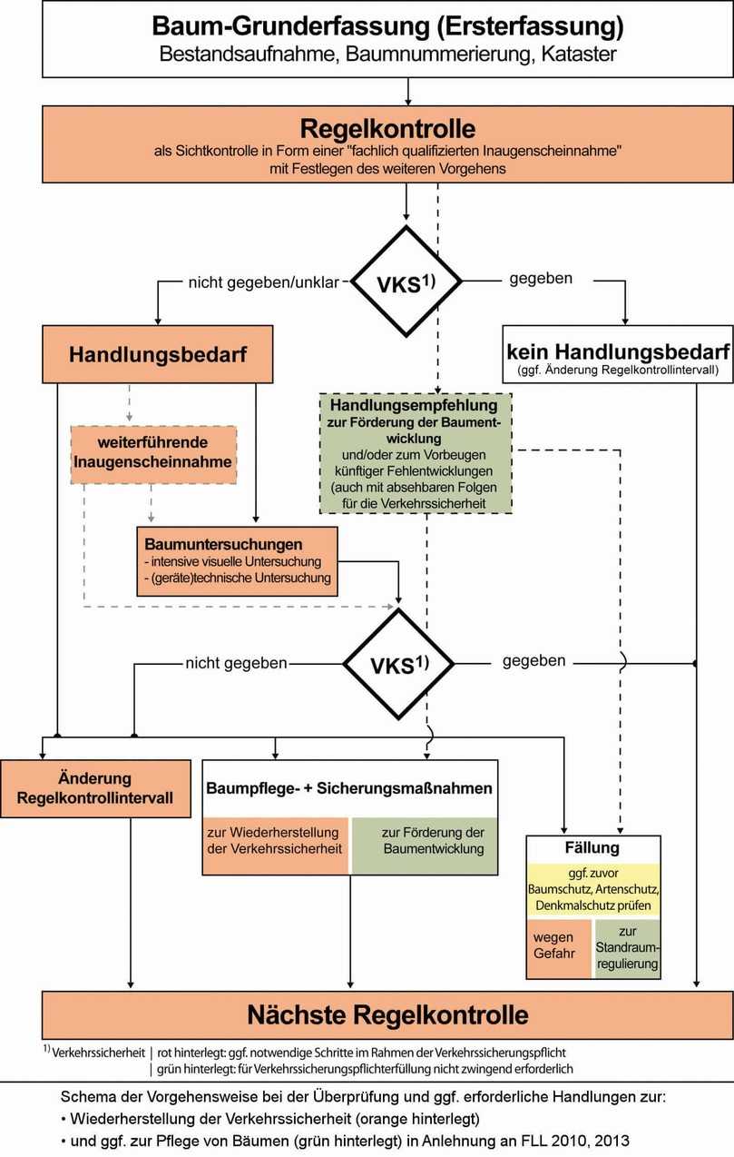 Baumkontrolle erfordert ein fachlich fundiertes und praxisorientiertes Vorgehen. | Foto: Büro Baum und Landschaft