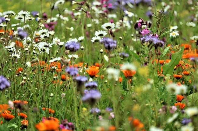 Blühwiese zur Steigerung der Artenvielfalt. | Foto: Pixabay