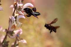 Blüten für Bestäuber im urbanen Raum