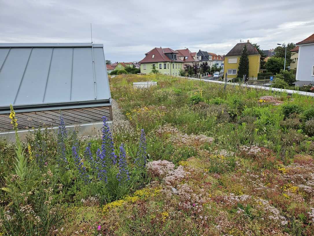 Biodiversität auf dem Dach  - Dachbegrünung mit Zinco