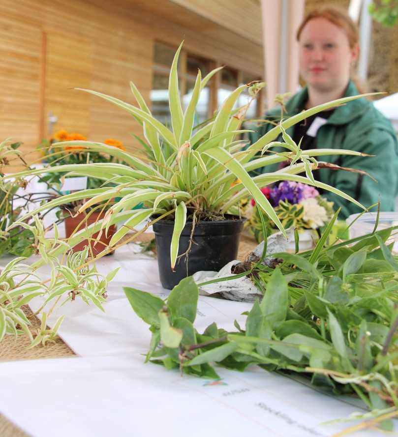 An verschiedenen Ständen präsentierten sich regionale Unternehmen und Institutionen aus den
Bereichen Gartenbau und Forst, Landwirtschaft und Tierzucht. | Foto: Landesgartenschau Bad Dürrenberg