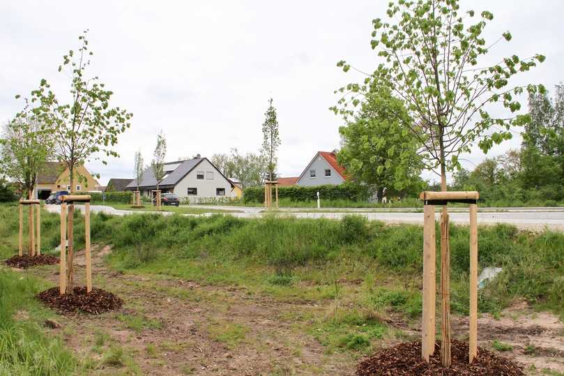 Auf der  Verkehrsinsel die drei neuen Säuleneichen und im Vordergrund die als Ausgleich gepflanzten Winterlinden an der Ortseinfahrt aus Richtung Oberrödel. | Foto: bs