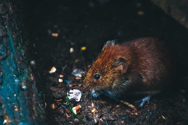 Zur Rattenbekämpfung dürfen Rodentiziden in der Kanalisation verwendet werden, allerdings dürfen die Köder nicht mit Wasser in Kontakt kommen und nicht weggespült werden. | Foto: Pexels/DSD