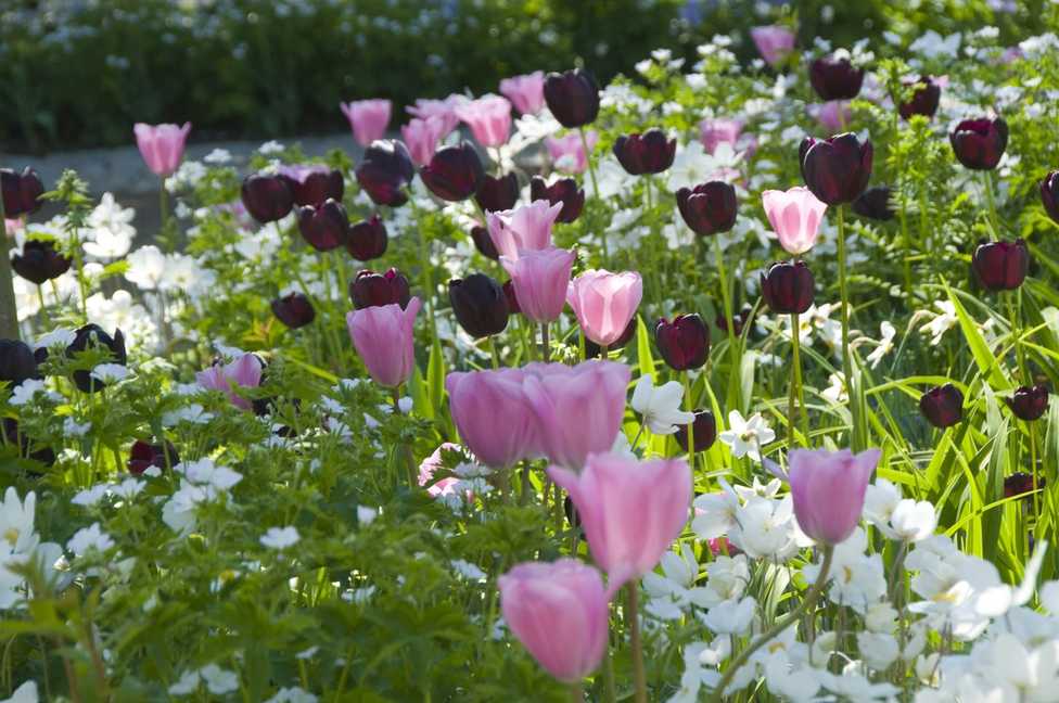 Mehrjährige Blumenzwiebeln für den privaten Garten und für Profis