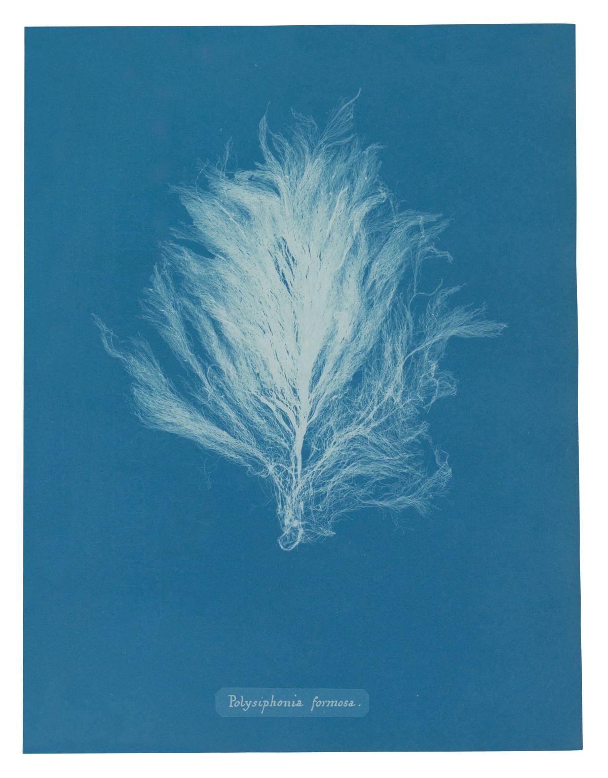 Die unnachahmlichen Cyanotypie-Fotogramme von Algen und Farnen, die Atkins anfertigte, bilden die ersten Bücher mit Fotografien. | Foto: TASCHEN / Rijksmuseum, Amsterdam