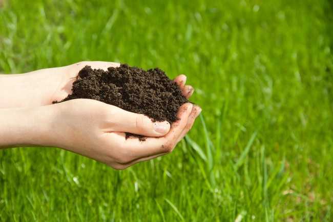 Der biologische Pflanzen- und Bodenhilfsstoff Mico Kompost-Tee wirkt auch gegen Blattkrankheiten. | Foto: Fotolia