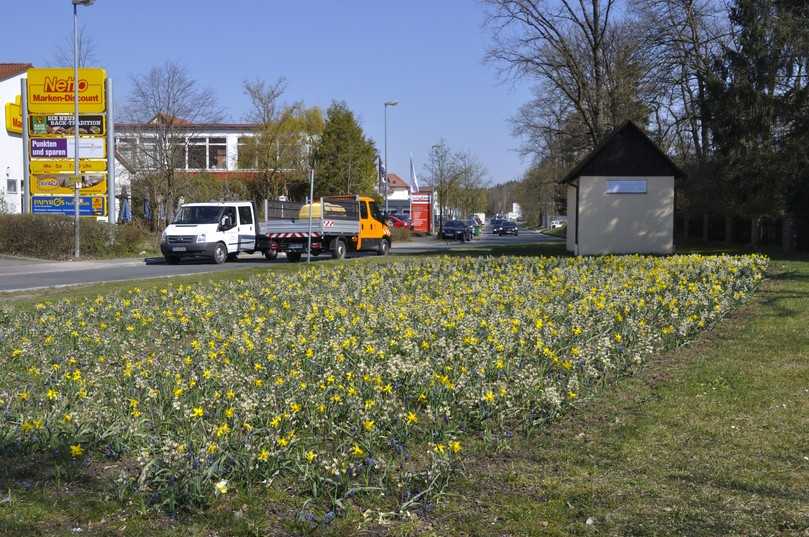 Wenn Blumenwiese mit Blumenzwiebeln bestückt werden, um eine frühe Nahrungsquelle für Bienen zu schaffen, empfiehlt der Saatguthersteller zum Beispiel Kit „Nature Evolution“. | Foto: Verver