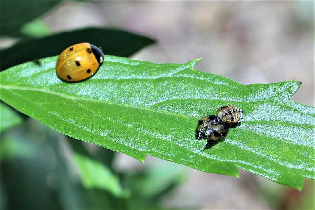 Pflanzenschutz in Parks und Gärten: Tipps und Tabus