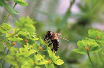 Symbiose zwischen Bienen und Stauden