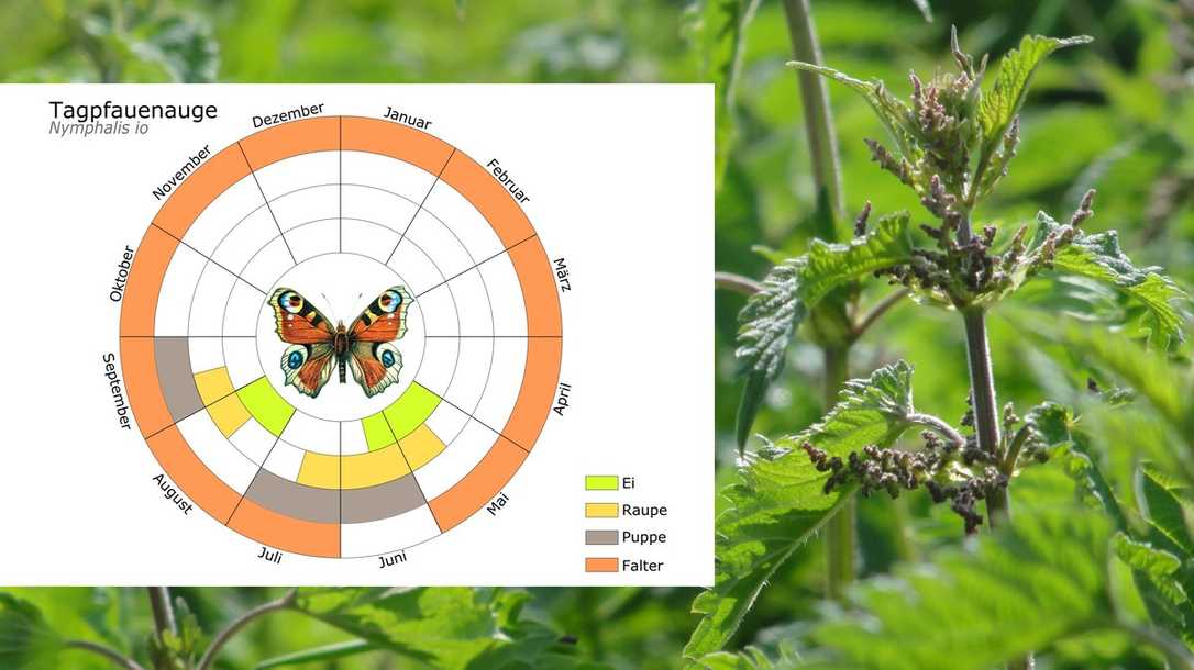 Fünf Pflanzen, die Schmetterlinge in den Garten locken